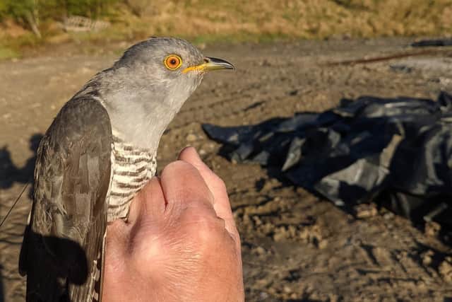 Scottish bird Victor II was also tagged last year, and successfully returned from Africa to his nesting grounds at Loch Katrine on 3 May. Picture: BTO
