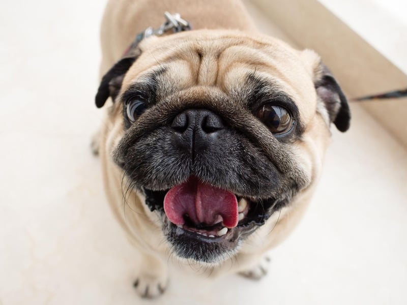Bulging eyes, a flat snout and a deeply wrinkled brow certainly hasn't harmed the popularity of the Pug. Originally bred in ancient China they remain a much-loved breed today.
