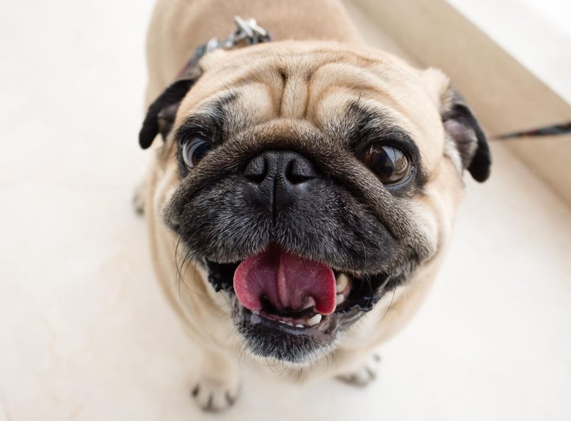 Really Ugly Dogs: These are the 10 most adorably ugly dog breeds on the  planet - including the loving Chinese Crested 🐶 | The Scotsman