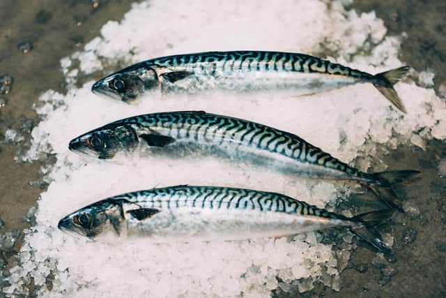 'By utilising this funding, we’re excited to enter new markets and grow in existing ones,' says the firm, which processes the likes of mackerel. Picture: Tracey Paddison.