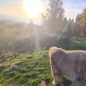 Highland Wildlife Park  located within the Cairngorms National Park, Kingussie (Photo: RZSS).
