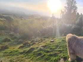 Highland Wildlife Park  located within the Cairngorms National Park, Kingussie (Photo: RZSS).