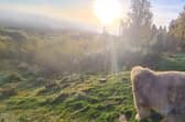 Highland Wildlife Park  located within the Cairngorms National Park, Kingussie (Photo: RZSS).