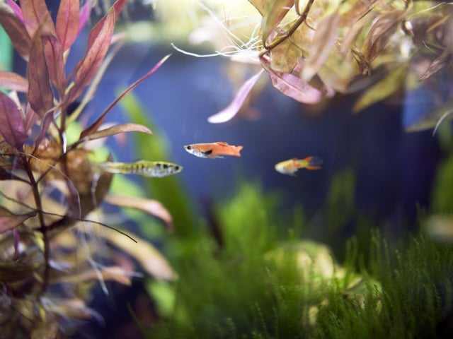 A couple of the pretty Endler’s Livebearer fish can be kept in a five litre tank. They come in a range of colours, from the silver females to the bright different hues of the male. Originally from Venezuela, they were once thought to be extict. If you go for this breed it's best to keep the ratio of males to females at 1:1 to endure a happy environment.