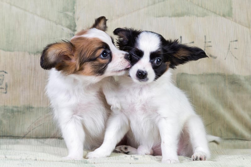 The Papillon is arguably the best small dog breed for new dog owners - particularly those with limited space. They are friendly and happy dogs, who are demonstrative and show very little aggression.