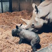 A southern white rhino calf born at Africa Alive near Lowestoft, Suffolk. Picture: Zoological Society of East Anglia/PA Wire