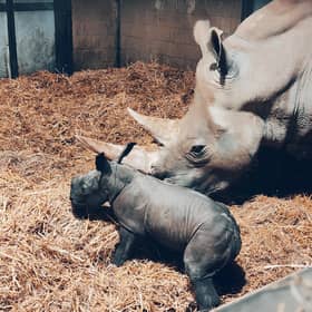 A southern white rhino calf born at Africa Alive near Lowestoft, Suffolk. Picture: Zoological Society of East Anglia/PA Wire