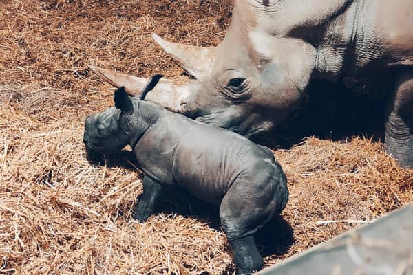 A southern white rhino calf born at Africa Alive near Lowestoft, Suffolk. Picture: Zoological Society of East Anglia/PA Wire