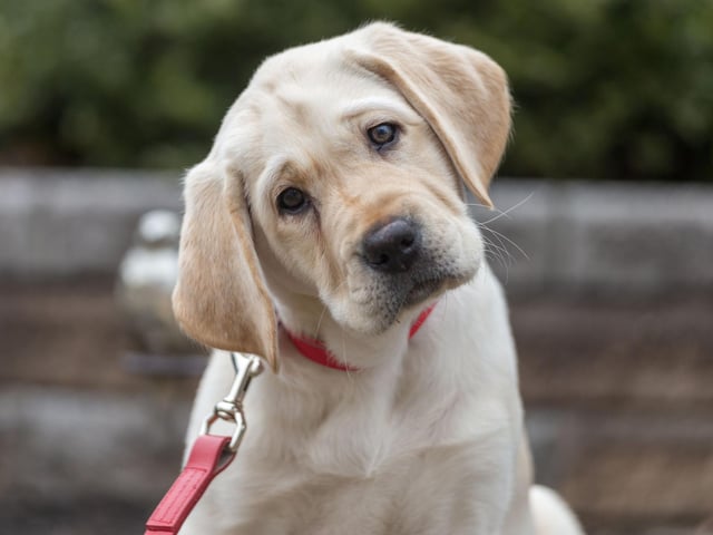 Starting with the dogs unlikely to have aggressive traits. One of the reasons that the Labrador Retriever is the world's most popular dog is its lack of aggression. Vigorous licking of faces is the main thing to look out for with this good natured breed.