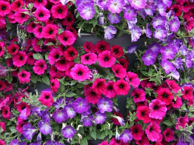The petunia is arguably the most popular window box plant and for good reason - they create vivid displays of tightly-packed flowers. A world of warning though, these plants need a decent amount of sunshine, so won't grow well in shady spots.