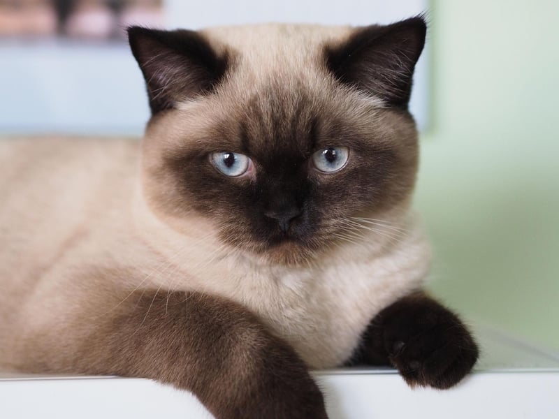 Fourth on our list is the British Shorthair. This popular cat can come in a range of colours and are generally friendly companions who love a cuddle.