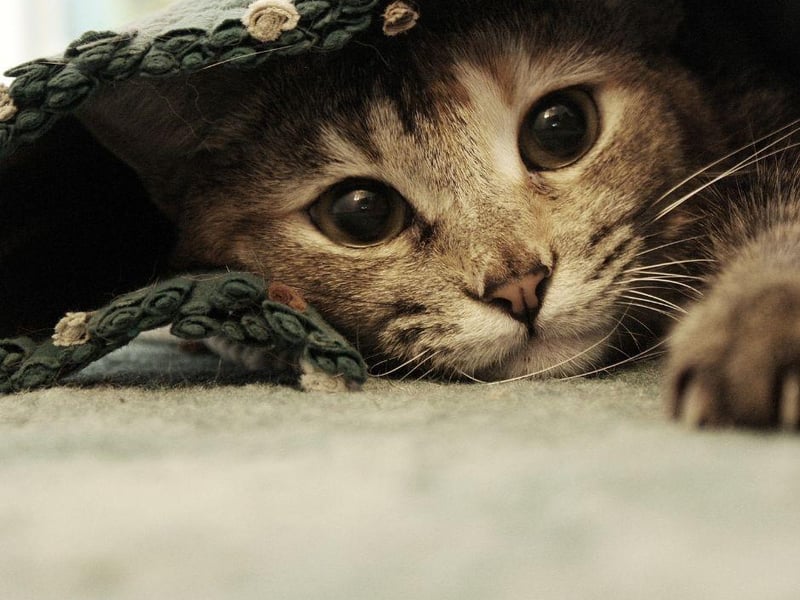 Cats don't actually meow to each other, only their human owners - they use it more or less solely to communicate with us, and much like humans - they won't speak if they don't like you! So meowing can be a sign of love and friendly behaviour.
