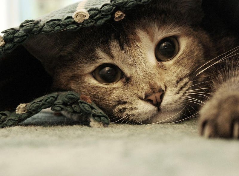 Cats don't actually meow to each other, only their human owners - they use it more or less solely to communicate with us, and much like humans - they won't speak if they don't like you! So meowing can be a sign of love and friendly behaviour.