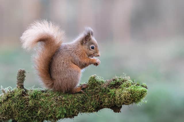 The red squirrel is making a comeback with the help of the Saving Scotland’s Red Squirrels project. Picture: Raymond Leinster