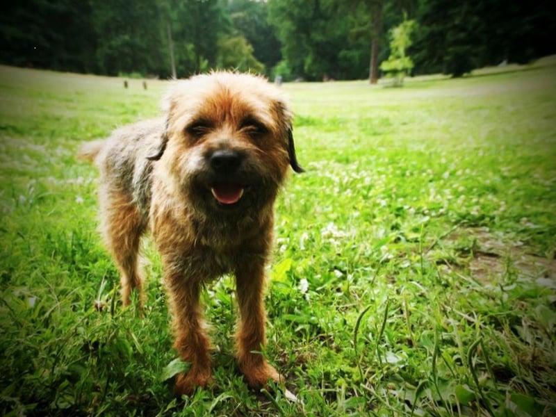 And the award for the fifth most popular Border Terrier name goes to Oscar. It's a Gaelic name meaning 'spear of the gods'.