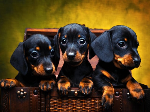 Owners of Daschshunds can expect to spend around £71 a month on their sausage dogs - £14,749 over their life.