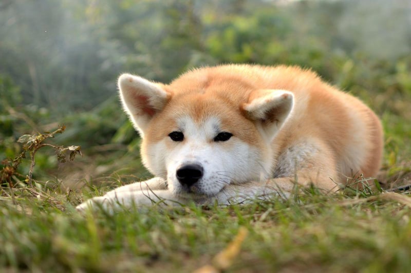 The Akita was originally used to hunt animals in the frozen forests of their native Japan, so feel at home in the cold. They also make great guard dogs, although are not particularly suitable for families with young children due to their occasionally intolerant nature.