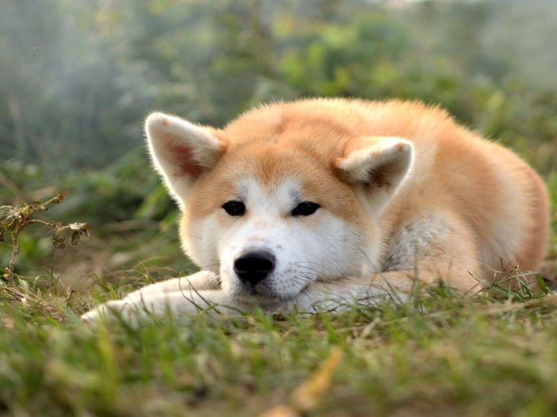 The Akita was originally used to hunt animals in the frozen forests of their native Japan, so feel at home in the cold. They also make great guard dogs, although are not particularly suitable for families with young children due to their occasionally intolerant nature.