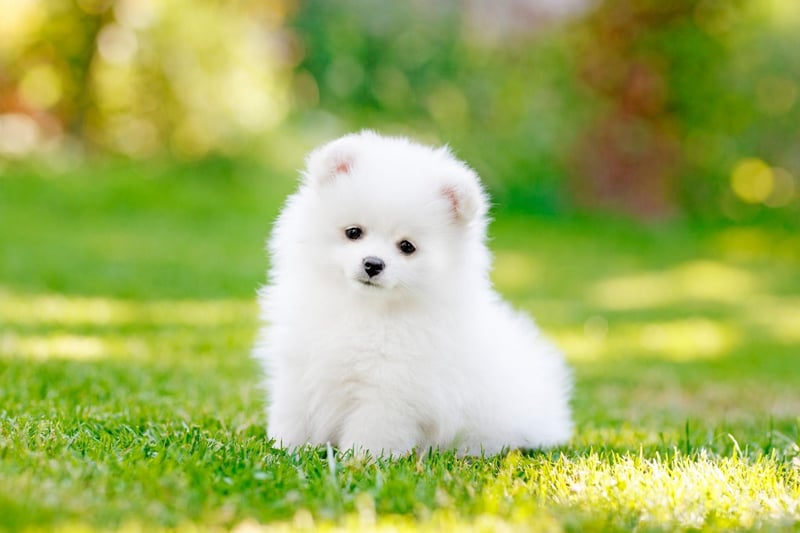 Mozart dedicated one of his finished arias to his pet Pomeranian, called Pimperl. Meanwhile, Frederic Chopin wrote the song 'Waltz of the Little Dogs' after being inspired by a Pomeranian chasing his tail.