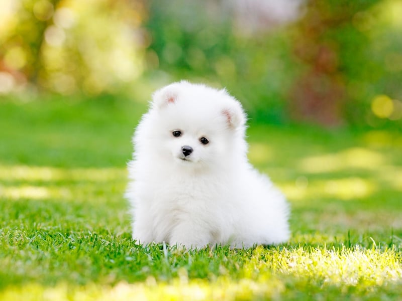 Mozart dedicated one of his finished arias to his pet Pomeranian, called Pimperl. Meanwhile, Frederic Chopin wrote the song 'Waltz of the Little Dogs' after being inspired by a Pomeranian chasing his tail.