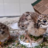 The chicks hatched in early September and fully fledge at around 10-weeks-old