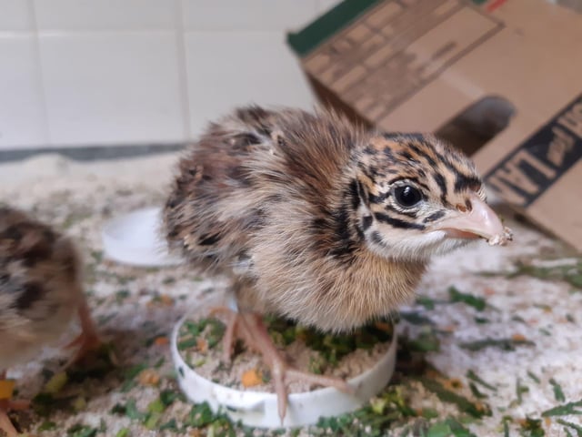 The chicks hatched in early September and fully fledge at around 10-weeks-old