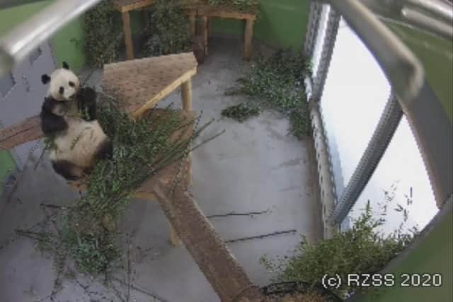 The panda cam at Edinburgh Zoo has seen more than three million visitors in the last two months.