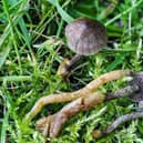 A "Strangler" fungus (Squamanita contortipes) which has been found in the Scottish mountains during research was conducted by scientists at the James Hutton Institute in Aberdeen