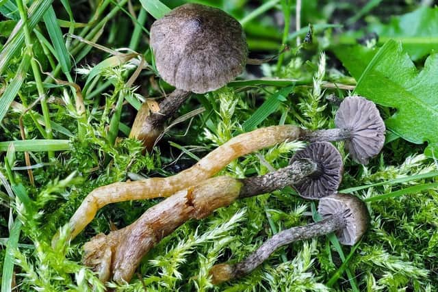 A "Strangler" fungus (Squamanita contortipes) which has been found in the Scottish mountains during research was conducted by scientists at the James Hutton Institute in Aberdeen