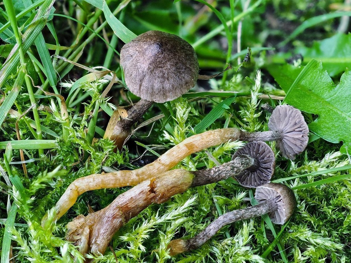 Species of fungus unknown to science found in the Cairngorms