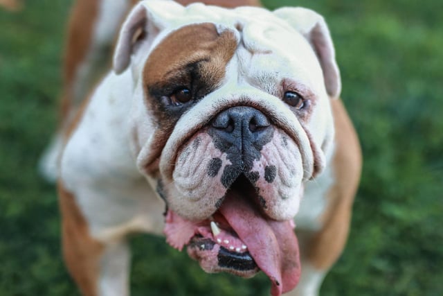 The Bulldog is the costliest popular breed of dog - with a lifetime cost of £24,207, or £20,958 if you adopt.