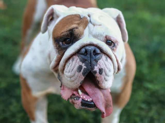 The Bulldog is the costliest popular breed of dog - with a lifetime cost of £24,207, or £20,958 if you adopt.