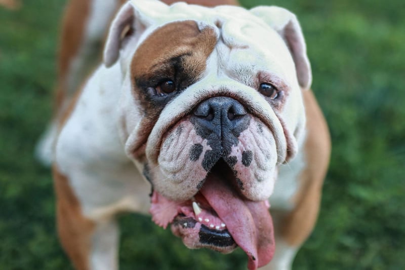 The Bulldog is the costliest popular breed of dog - with a lifetime cost of £24,207, or £20,958 if you adopt.