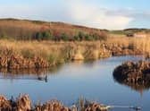 St Fittick’s Park, home to award-winning wetland and reedbeds and myriad wildlife species, is the last public green space serving the community of Torry, on the outskirts of Aberdeen - the area is one of Scotland's most deprived, where residents have a life expectancy 13 years shorter than those living in the city's wealthier parts