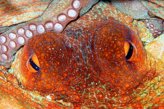 People are increasingly realising just how sentient sea animals, like octopus, can be (Picture: Mehmet Avadan/AFP via Getty Images)