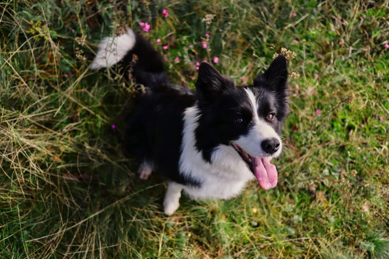 It's no surprise to see the Border Collie on this list. They are the world's most intelligent breed of dog and quickly pick up the most complex of commands - making toilet training simple.