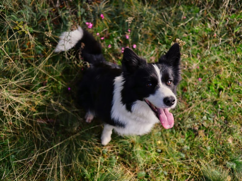 It's no surprise to see the Border Collie on this list. They are the world's most intelligent breed of dog and quickly pick up the most complex of commands - making toilet training simple.