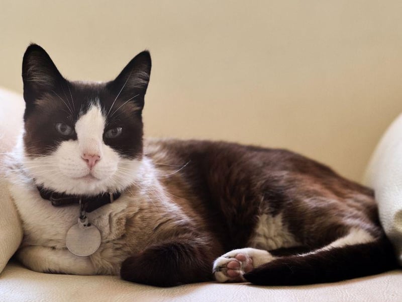 A modern breed of cat, the Snowshoe is a hybrid of the Siamese and American Shorthair and requires a moderate level of care in comparison to other breeds. Their four paws are a striking white colour - hence their name - and bond easily with their owner.