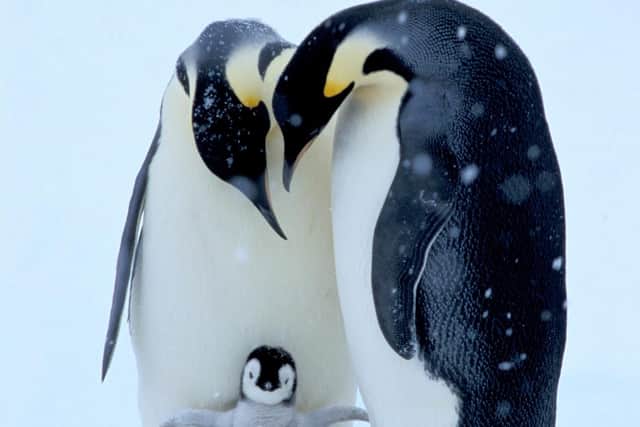Emperor penguins. Pic: PA Photo/Alamy.