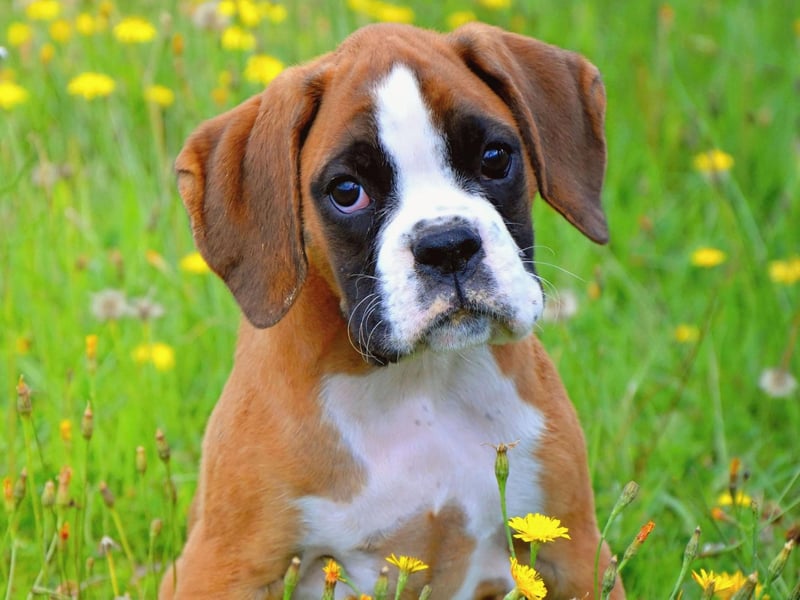 There's no doubting the top dog in the UK when it comes to the Working Group. The Boxer is a German import that had 3,202 registrations last year.