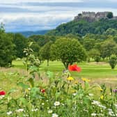 Wild flowers in Kings Park, below Stirling Castle. The Roman road was found in a garden near Stirling