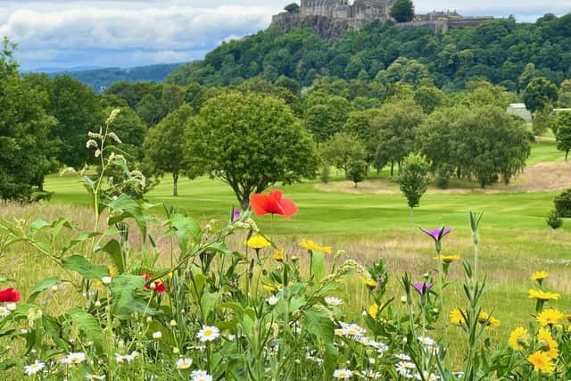 Wild flowers in Kings Park, below Stirling Castle. The Roman road was found in a garden near Stirling