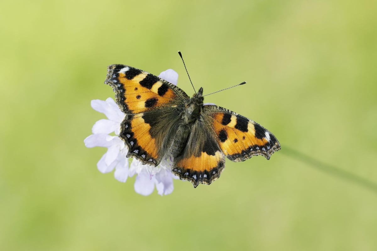 Time is now running out to save some iconic butterfly species, say experts