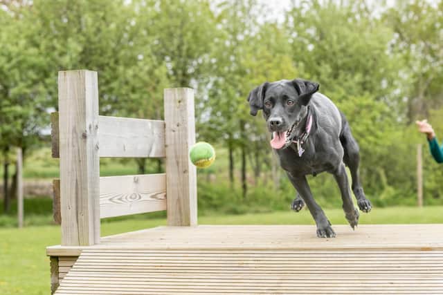 Morton of Pitmilly in Fife welcomes dogs who receive their own towel, treats and tennis ball, and access to the specially built dog agility course. Pic: Rick Booth