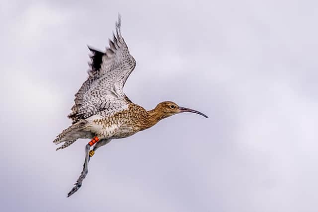 Curlews are among the species that need human intervention if they are to survive (Picture: Liam McBurney/PA)