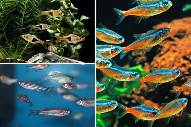 Schooling fish are a must for any aquarium.