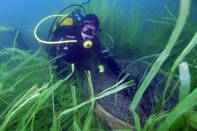 Scotland is home to about 20 per cent of the seagrass beds in north-west Europe (Picture: Boris Horvat/AFP via Getty Images)