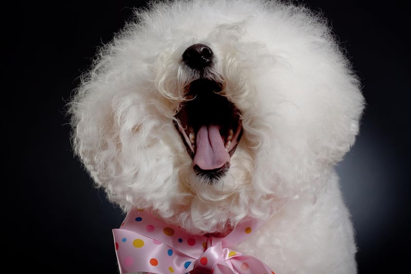 In the 14th century Bichons were hugely popular with the Italian nobility. They had the dogs carefully clipped to made them look like tiny lions.