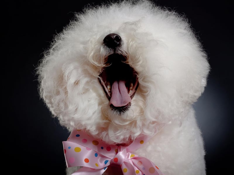 In the 14th century Bichons were hugely popular with the Italian nobility. They had the dogs carefully clipped to made them look like tiny lions.