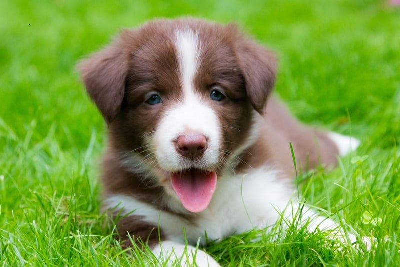 The Border Collie is a naturally very happy breed, but they are in their ultimate doggy heaven when out-and-about exercising. You'll not see a dog more in its element than a delighted Border Collie racing across fields.